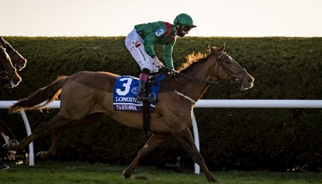 Breeders Cup Turf 2021 Preview, Predictions & Betting Tips – Yibir Great Value at Del Mar