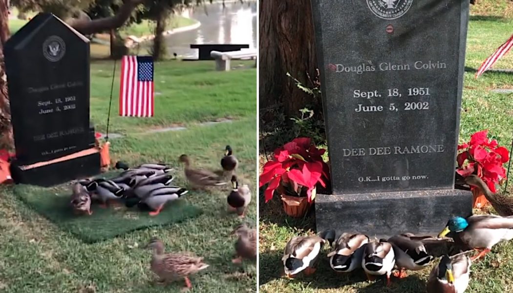 Dee Dee Ramone’s Gravesite Is Visited Daily by a Bevy of Ducks
