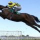 2022 Queen Mother Champion Chase Odds & Entries – Shishkin Among 22 Possible Runners at Cheltenham