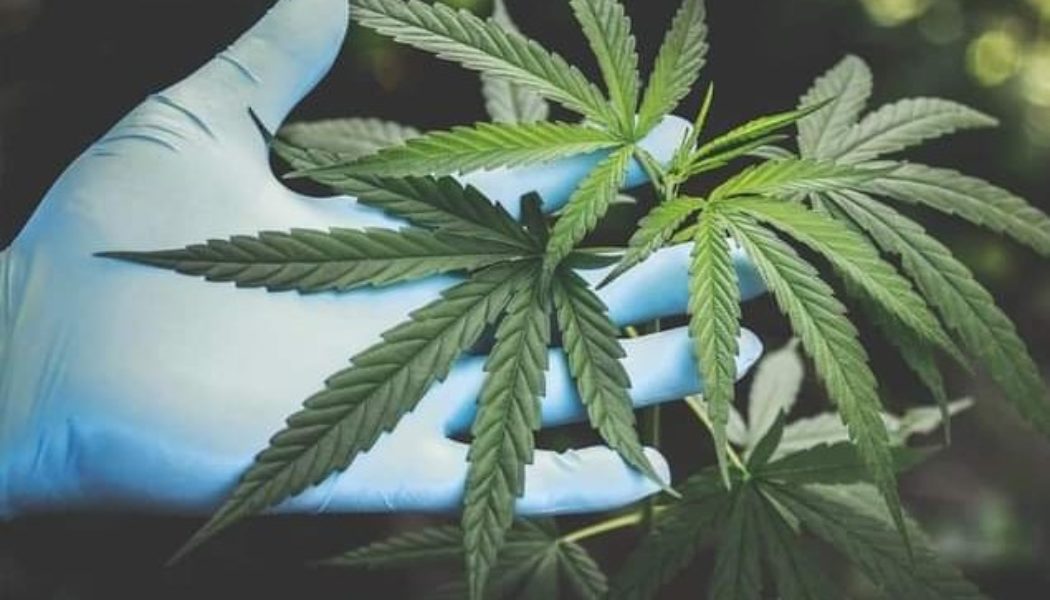 Cannabis compounds can prevent Covid-19 infection — U.S Researcher