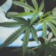Cannabis compounds can prevent Covid-19 infection — U.S Researcher