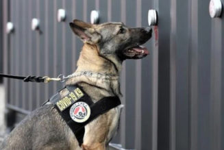 “COVID-19 Canines” Are Being Trained to Detect Virus at Concerts