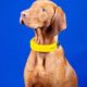 Invoxia Introduces Smart Health Collar For Your Dog