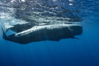 BSC whales have been taking up Cardano (ADA) despite the price not looking up