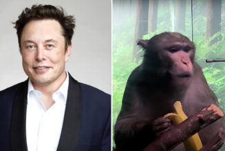 “Extreme Suffering”: 15 of 23 Monkeys with Elon Musk’s Neuralink Brain Chips Reportedly Died