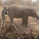 PHOTOS: Live elephant sighted on a farm in Oyo state