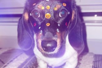 “Sausage Rave”: Watch 8 Dachshunds In Festival Gear Party In the Trunk at a Car Wash