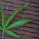 The Super Bowl won’t be lit: no cannabis ads allowed