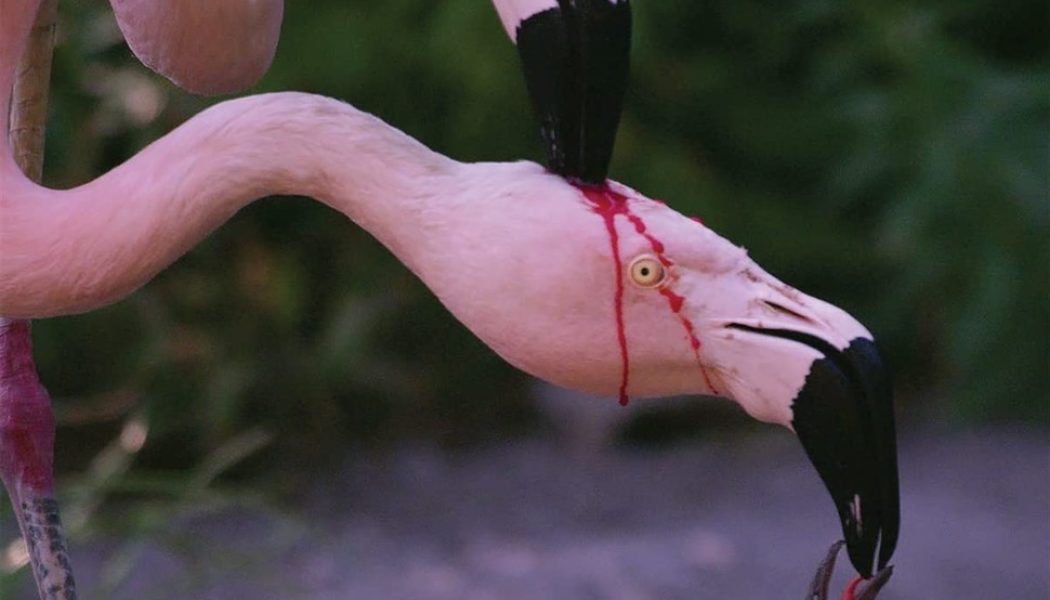 Comedian – WITHOUT WAVES