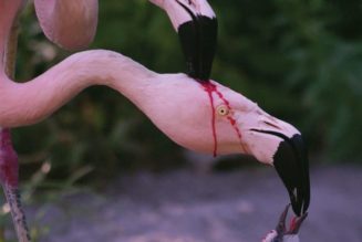 Comedian – WITHOUT WAVES