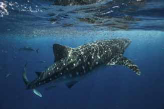 Non-crypto natives launch social tokens to engage with community and fans