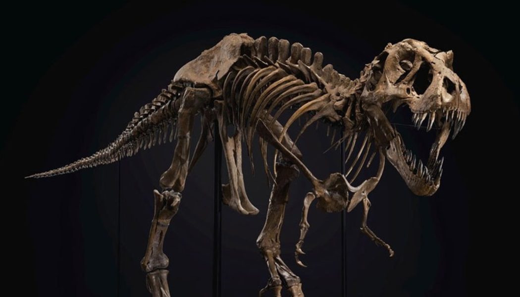 Stan the T. rex Reimerges, Finds New Home in Abu Dhabi Museum