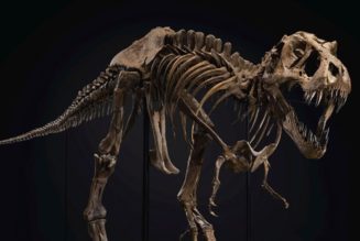 Stan the T. rex Reimerges, Finds New Home in Abu Dhabi Museum