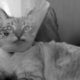 The Verge’s favorite pet tech