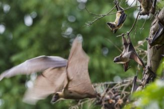 A warming world gives viruses more chances to hitchhike from species to species