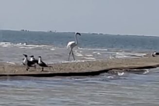 African Flamingo Pink Floyd Resurfaces in Texas 17 Years After Escaping Kansas Zoo