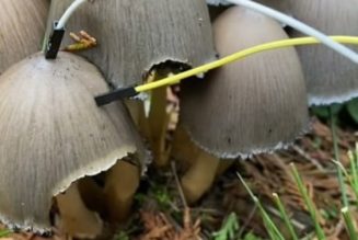 Artist Plugs Mushrooms Into a Synthesizer and Makes Blissful Electronic Music