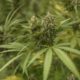 The US House of Representatives has voted to decriminalize marijuana