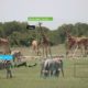 Wildlife photos are a new treasure trove for AI-driven conservation research