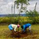 You can now tell Alexa to plant a tree