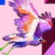 A once-in-a-lifetime bird