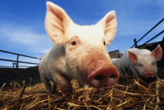 A pig virus may have contributed to the death of first pig heart transplant patient