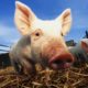 A pig virus may have contributed to the death of first pig heart transplant patient