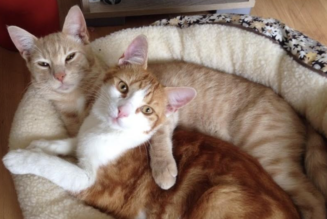 Bitcoin Pizza Day rewind: A homage to weird and wonderful BTC purchases