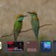 Google TV’s ambient mode screen saver with sports scores and podcast links is rolling out