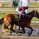 Preakness Stakes Each-Way Betting Tips | Pimlico Tips on May 21st