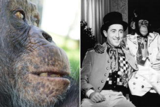 Alan Cumming’s Missing Chimpanzee Co-Star Tonka Has Been Found and Rescued