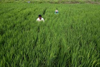How CRISPR rice could help tackle climate change