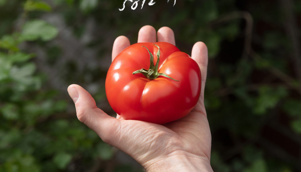 Julien Baker, Faye Webster, and Tomberlin Contribute to Charity Compilation Through the Soil II: Stream