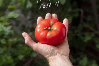 Julien Baker, Faye Webster, and Tomberlin Contribute to Charity Compilation Through the Soil II: Stream