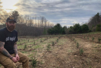 Odd Jobs: Four Year Strong’s Alan Day May Be the Youngest Christmas Tree Farmer in Massachusetts