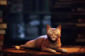 Stray, the cyberpunk cat simulator, is now coming out in July