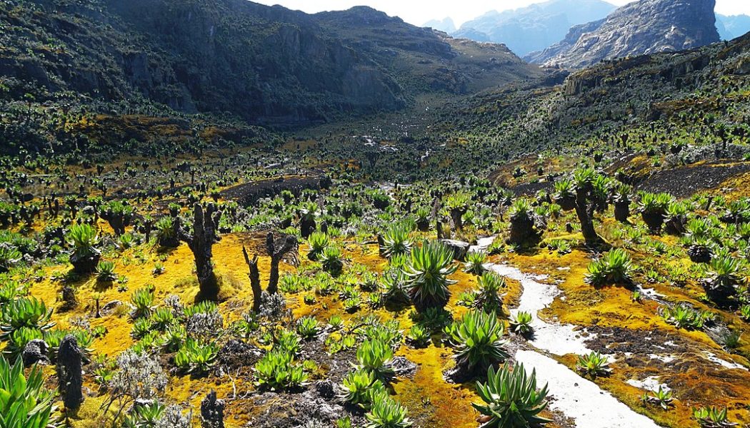 Uganda’s gold discovery: What it could mean for crypto