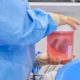 Genetically engineered pig hearts transplanted into dead people