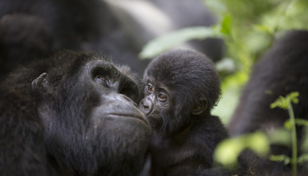 Gorilla trekking tips: what to know before you go