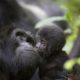 Gorilla trekking tips: what to know before you go