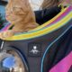 ‘Stray’ Taps Travel Cat for a Special Edition Cat Carrier Backpack
