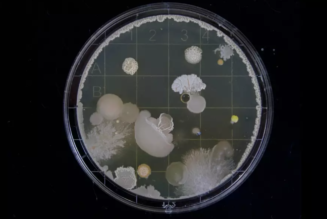 Biologist Music Producer Creates First Living Record With Yeast Cells