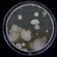 Biologist Music Producer Creates First Living Record With Yeast Cells