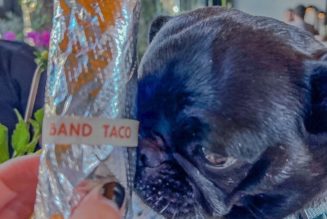 Phoebe Bridgers Creates Vegan Taco for Charity