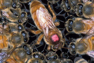 This Queen Bee is a Hive of Information