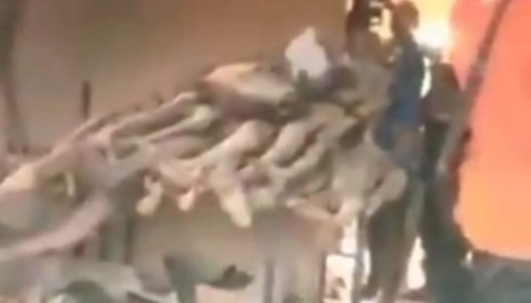 VIDEO: Dreadful Shrine Discovered in Ekenwan Road, Benin City With all kinds of dried up human bodies in it