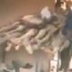 VIDEO: Dreadful Shrine Discovered in Ekenwan Road, Benin City With all kinds of dried up human bodies in it