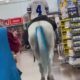 Cowboys Fan Rides Horse Through Store After Win Against Bengals