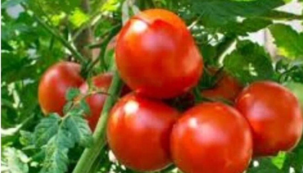 Effects of Tomatoes On Your Sex Life