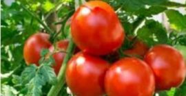 Effects of Tomatoes On Your Sex Life